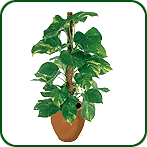 Devils Ivy